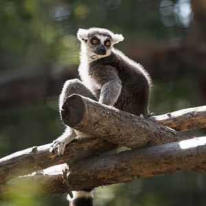 Ring Tailed Lemur