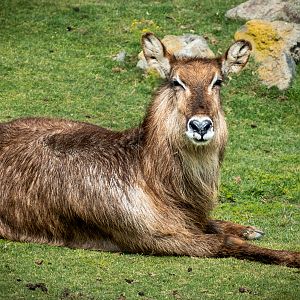 Defassa’s Waterbuck