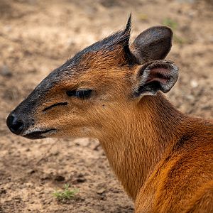 Red Flanked Duiker