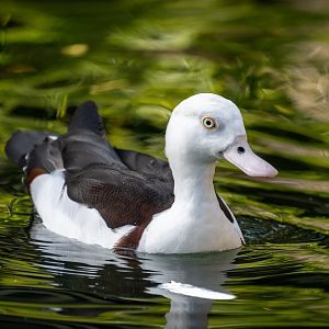 Radjah Shelduck