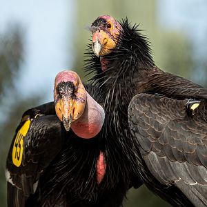 California Condor pair