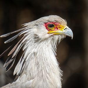 Secretary Bird