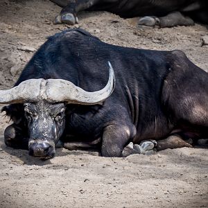 Cape Buffalo
