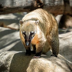Coati