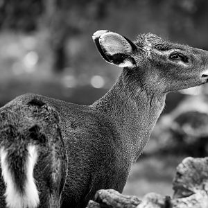 Western Tufted Deer