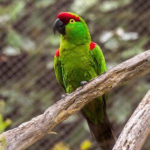 Thick Billed Parrot