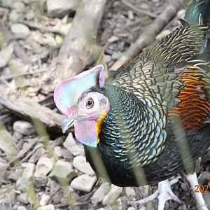 Green Junglefowl (Gallus varius)
