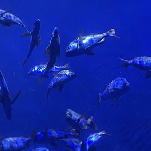 Can anyone id this fish