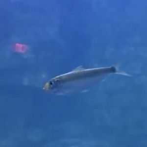 Can anyone id this fish