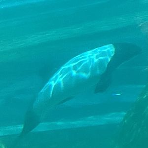 commerson's dolphin