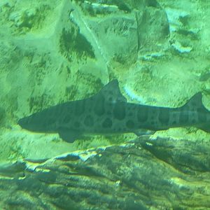 leopard shark