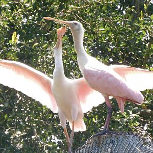 Roseate spoonbill