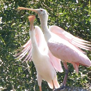 Roseate spoonbill