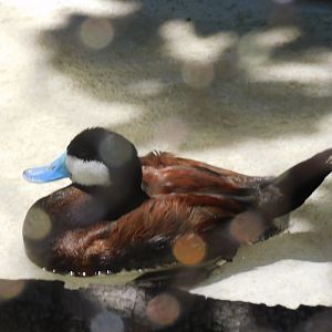 Ruddy duck