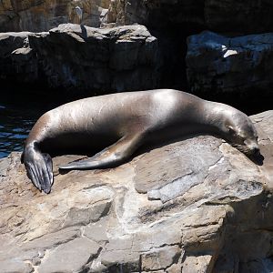 Sleepy sea lion
