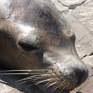 Sleepy sea lion