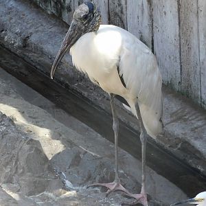 Wood stork