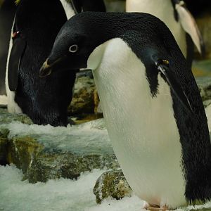 adelie penguin