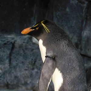 Rockhopper penguin