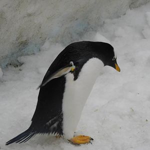 Gentoo penguin