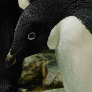 adelie penguin