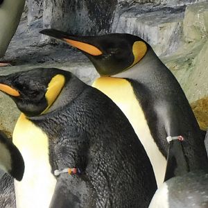 King penguin