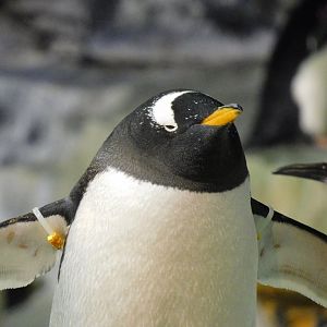 Gentoo penguin