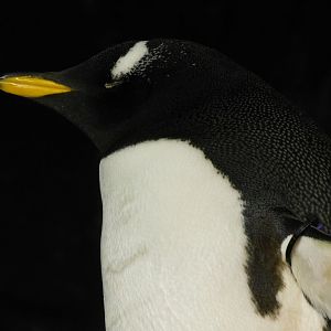 Gentoo penguin