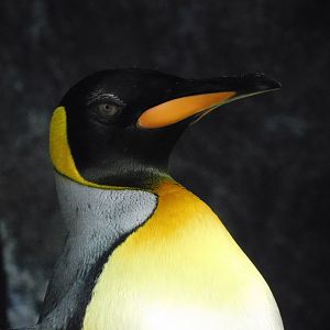 King penguin