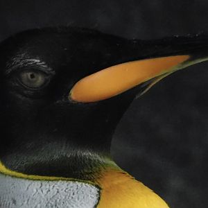 King penguin