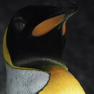 King penguin