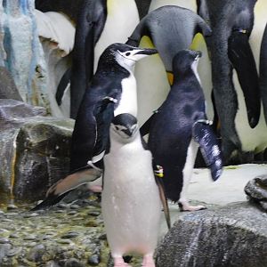 Chinstrap penguin