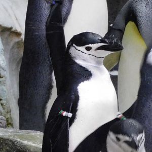 Chinstrap penguin