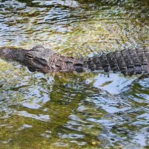 American alligator