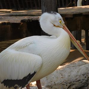 American white pelican