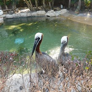 Brown pelican