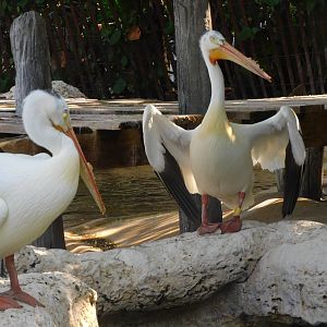 American white pelican