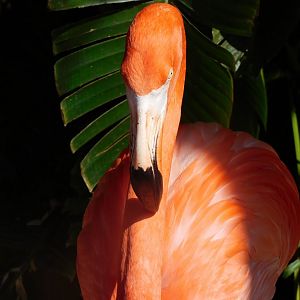 American flamingo