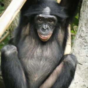 May. 2021 - Jungle Trails - Bonobo