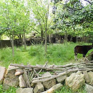 May. 2021 - Rhino Reserve - Okapi/Yellow-backed Duiker Exhibit