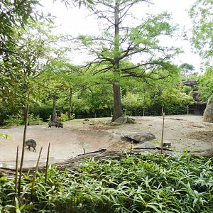 May. 2021 - Rhino Reserve - Visayan Warty Pig Exhibit (Former Indian Rhino)