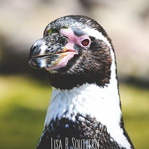 .:Humboldt Penguin:.