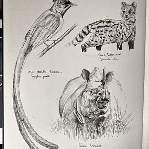 Chitwan National Park - Page 1