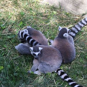 Africa - Ring-Tailed Lemurs