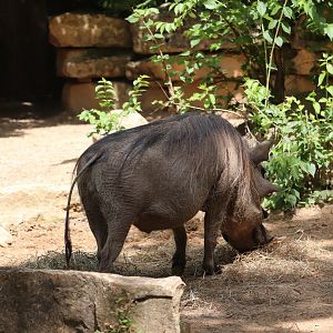 Africa - Warthog