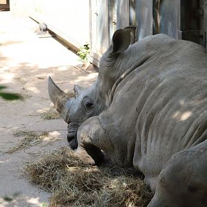 Africa - Southern White Rhinoceros