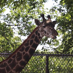 Africa - Masai Giraffe