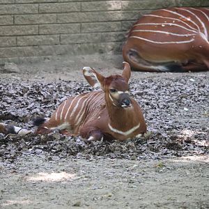 Africa - Bongo calf