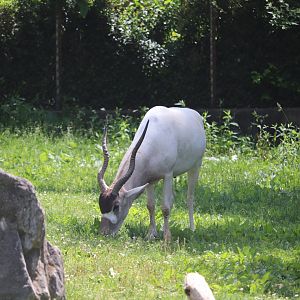 Africa - Addax