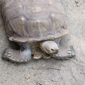 Africa - African Spurred Tortoise